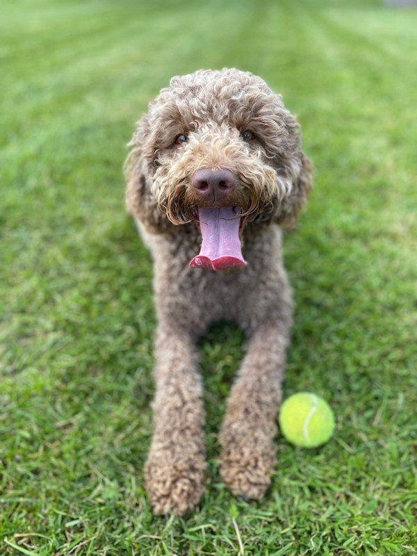 foto hond Nola met tennisbal